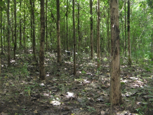 ขายด่วน ขายด่วน