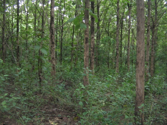 ขายด่วน ขายด่วน