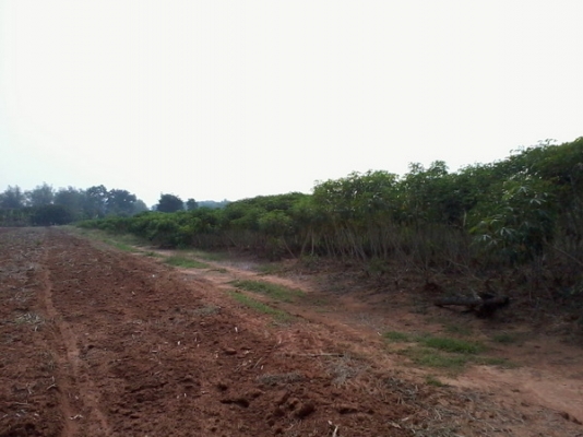 ขายที่ดิน 8ไร่ ติดทางสาธารณะ มีวิวภูเขารอบๆและธรรมชาติสวย