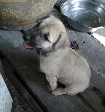 หาบ้านใหม่ให้น้องหมา