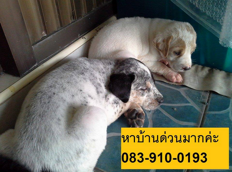 หาบ้านใหม่ให้น้องหมา