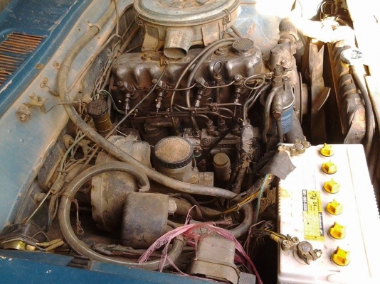 ขายด่วนๆ ช้าง สามหมื่นถ้วน มาเอาเลย ขายด่วนๆ ช้าง สามหมื่นถ้วน มาเอาเลย