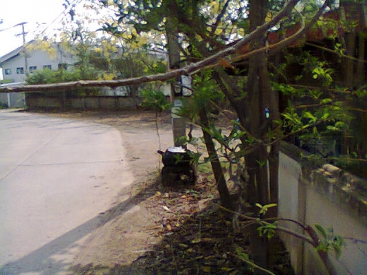 ขายที่ดิน อ.เขาย้อย จ.เพชรบุรี พร้อมบ้านและมีห้องเช่าให้อีก10ห้อง มี1ไร่28วาครับ