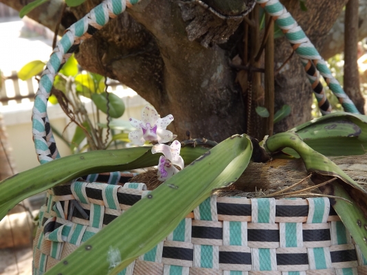 ขายรถตู้ราคาถูก คับ