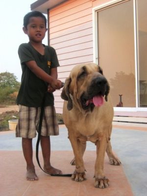 ฟิล่า หมาบอดี้การ์ดลูกสุนัขสายพันธ์แท้ ราคาบ้าน ๆ ครับ