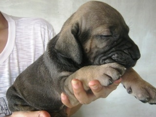 ฟิล่า หมาบอดี้การ์ดลูกสุนัขสายพันธ์แท้ ราคาบ้าน ๆ ครับ