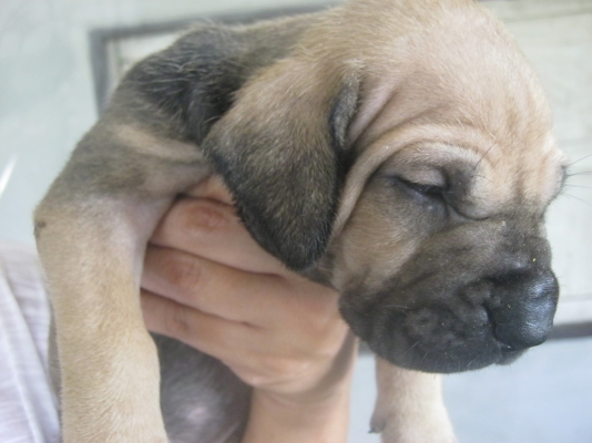 ฟิล่า หมาบอดี้การ์ดลูกสุนัขสายพันธ์แท้ ราคาบ้าน ๆ ครับ