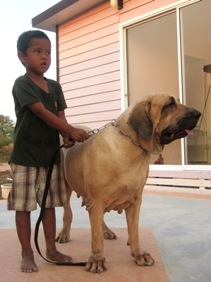 ฟิล่า หมาบอดี้การ์ดลูกสุนัขสายพันธ์แท้ ราคาบ้าน ๆ ครับ