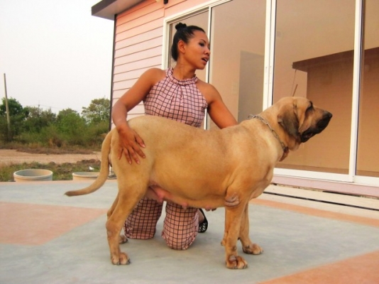 ฟิล่า หมาบอดี้การ์ดลูกสุนัขสายพันธ์แท้ ราคาบ้าน ๆ ครับ