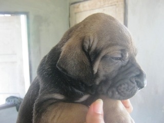 ฟิล่า หมาบอดี้การ์ดลูกสุนัขสายพันธ์แท้ ราคาบ้าน ๆ ครับ