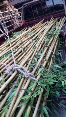 ขายไม้ไผ่ประดิฐ ถูกๆ ยาว3-4 เมตร