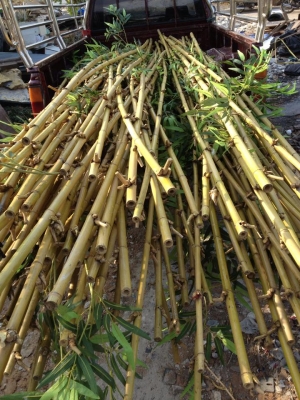 ขายไม้ไผ่ประดิฐ ถูกๆ ยาว3-4 เมตร