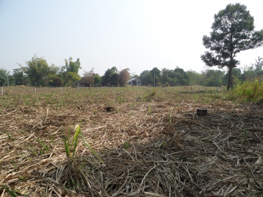 ขายที่ดินอยู่อาศัยพร้อมที่ดินโฉนดทำกิน 12 ไร่ 2 งาน ราคา 1,800,000 บาท ขายที่ดินอยู่อาศัยพร้อมที่ดินโฉนดทำกิน 12 ไร่ 2 งาน ราคา 1,800,000 บาท