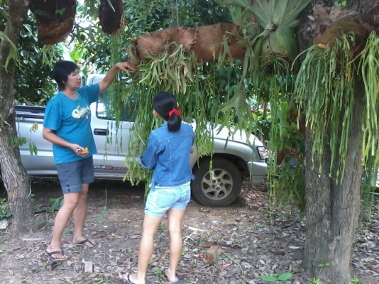 ขายกล้วยไม้และไม้ประดับหายาก