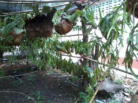 ขายกล้วยไม้และไม้ประดับหายาก