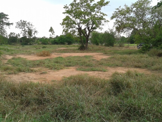 ขายที่ดิน 2ไร่ 2งาน ต.พุดซา อ.เมือง จ.นครราชสีมา  ห่างจากถนน โคกสูง-ขามทะเลสอ เพียง 50เมตร