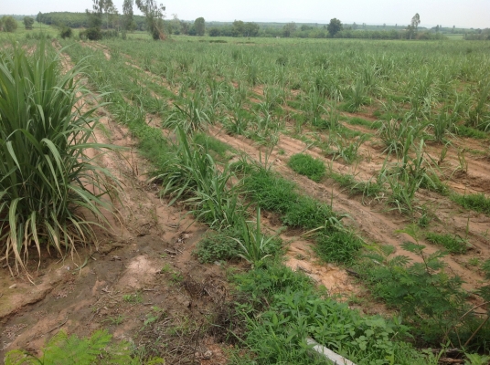 ขออนุญาตขายที่ทำกินครับ