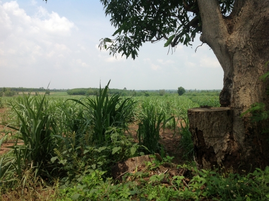 ขออนุญาตขายที่ทำกินครับ