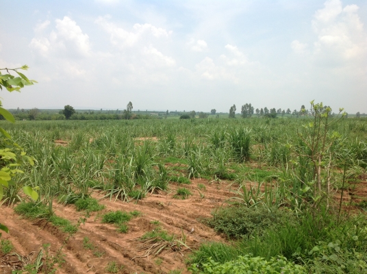 ขออนุญาตขายที่ทำกินครับ