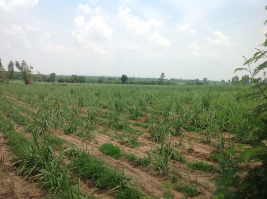 ขออนุญาตขายที่ทำกินครับ