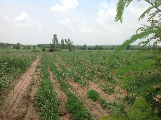 ขออนุญาตขายที่ทำกินครับ ขออนุญาตขายที่ทำกินครับ