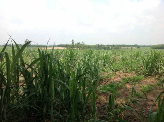 ขออนุญาตขายที่ทำกินครับ ขออนุญาตขายที่ทำกินครับ