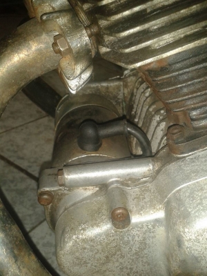 ขายหมูสนิม  nobook  โลตัส สมทรสาคร 0819306939