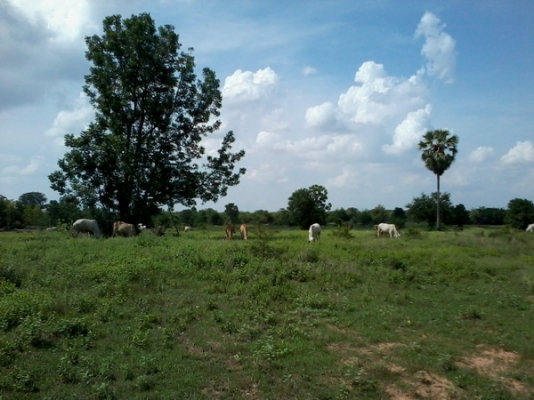 ขายที่ดินสวยราคาถูก 16-2-46 ไร่ ราคา 150,000 บาทต่อไร่ ใกล้หมู่บ้านติดถนน อ.สีคิ้ว