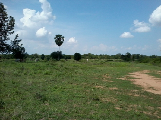 ขายที่ดินสวยราคาถูก 16-2-46 ไร่ ราคา 150,000 บาทต่อไร่ ใกล้หมู่บ้านติดถนน อ.สีคิ้ว