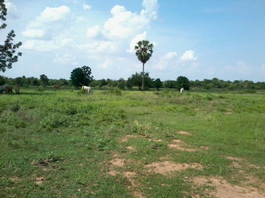 ขายที่ดินสวยราคาถูก 16-2-46 ไร่ ราคา 150,000 บาทต่อไร่ ใกล้หมู่บ้านติดถนน อ.สีคิ้ว