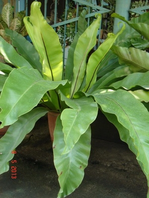 ขายต้นเฟิร์นข้าหลวง