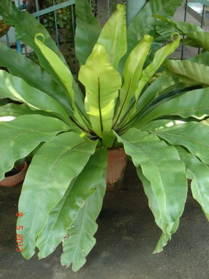 ขายต้นเฟิร์นข้าหลวง