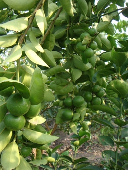 สวนเกษตรเชื่อมสัมพันธ์ ขายฟักข้าว มะละกอ มะนาว ส้ม