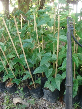 สวนเกษตรเชื่อมสัมพันธ์ ขายฟักข้าว มะละกอ มะนาว ส้ม