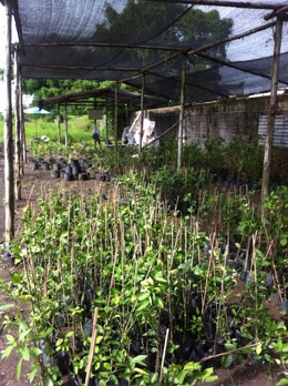 สวนเกษตรเชื่อมสัมพันธ์ ขายฟักข้าว มะละกอ มะนาว ส้ม