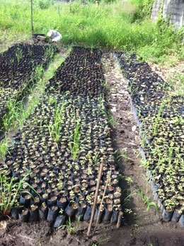 สวนเกษตรเชื่อมสัมพันธ์ ขายฟักข้าว มะละกอ มะนาว ส้ม