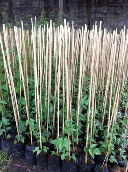 สวนเกษตรเชื่อมสัมพันธ์ ขายฟักข้าว มะละกอ มะนาว ส้ม