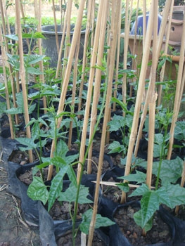 สวนเกษตรเชื่อมสัมพันธ์ ขายฟักข้าว มะละกอ มะนาว ส้ม