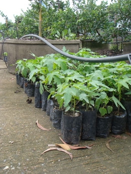 สวนเกษตรเชื่อมสัมพันธ์ ขายฟักข้าว มะละกอ มะนาว ส้ม