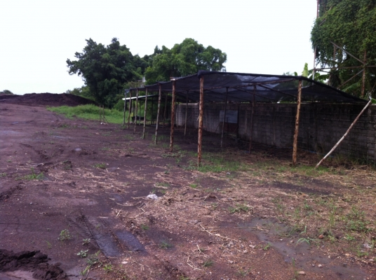 สวนเกษตรเชื่อมสัมพันธ์ ขายฟักข้าว มะละกอ มะนาว ส้ม