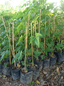 สวนเกษตรเชื่อมสัมพันธ์ ขายฟักข้าว มะละกอ มะนาว ส้ม