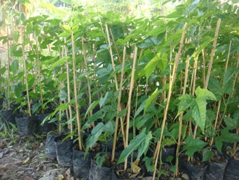 สวนเกษตรเชื่อมสัมพันธ์ ขายฟักข้าว มะละกอ มะนาว ส้ม