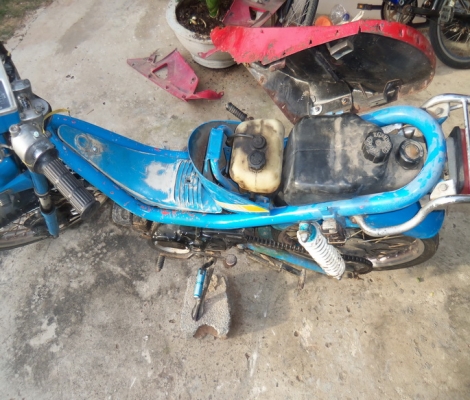 ขายชิปปี้6500บาท ขายชิปปี้6500บาท