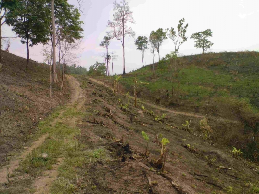 ขายสวนข้าวโพดและมันสำปะหลังยังไม่ได้ปลูกยาง ( ห้วยบ่อซืน ปากชม เลย ) ขายสวนข้าวโพดและมันสำปะหลังยังไม่ได้ปลูกยาง ( ห้วยบ่อซืน ปากชม เลย )