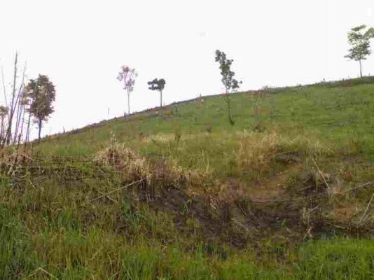 ขายสวนข้าวโพดและมันสำปะหลังยังไม่ได้ปลูกยาง ( ห้วยบ่อซืน ปากชม เลย ) ขายสวนข้าวโพดและมันสำปะหลังยังไม่ได้ปลูกยาง ( ห้วยบ่อซืน ปากชม เลย )