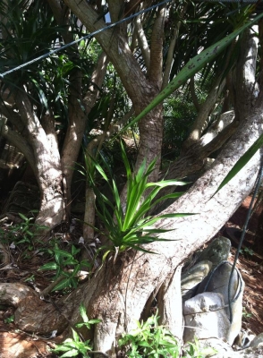 ต้นจันผา อายุไม่ต่ำกว่า 80 ปี สูงเท่าบ้าน 2 ชั้น โคนบะเร่อ ต้นจันผา อายุไม่ต่ำกว่า 80 ปี สูงเท่าบ้าน 2 ชั้น โคนบะเร่อ