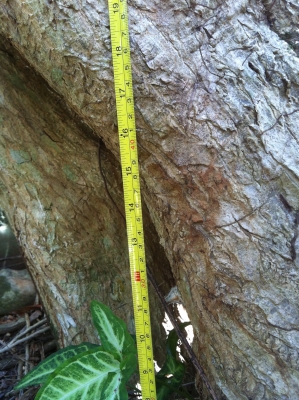 ต้นจันผา อายุไม่ต่ำกว่า 80 ปี สูงเท่าบ้าน 2 ชั้น โคนบะเร่อ ต้นจันผา อายุไม่ต่ำกว่า 80 ปี สูงเท่าบ้าน 2 ชั้น โคนบะเร่อ