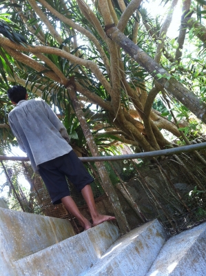 ต้นจันผา อายุไม่ต่ำกว่า 80 ปี สูงเท่าบ้าน 2 ชั้น โคนบะเร่อ ต้นจันผา อายุไม่ต่ำกว่า 80 ปี สูงเท่าบ้าน 2 ชั้น โคนบะเร่อ