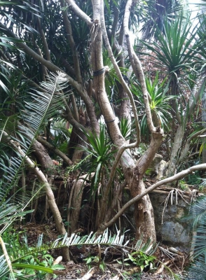 ต้นจันผา อายุไม่ต่ำกว่า 80 ปี สูงเท่าบ้าน 2 ชั้น โคนบะเร่อ ต้นจันผา อายุไม่ต่ำกว่า 80 ปี สูงเท่าบ้าน 2 ชั้น โคนบะเร่อ