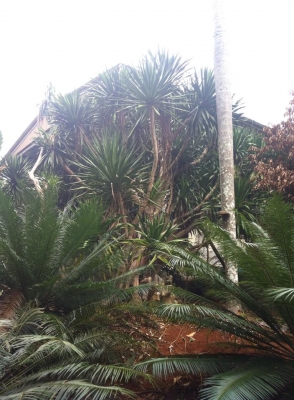 ต้นจันผา อายุไม่ต่ำกว่า 80 ปี สูงเท่าบ้าน 2 ชั้น โคนบะเร่อ